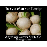Turnip - Tokyo Market - Organic